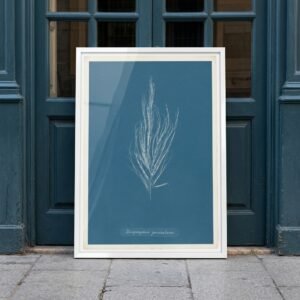 Dictyosiphon fæniculacea - Estudio Botánico