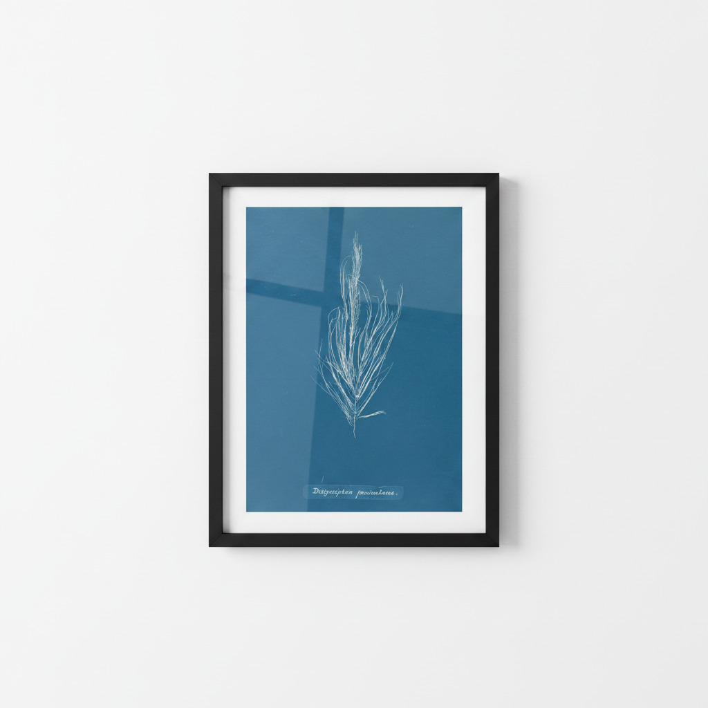 Dictyosiphon fæniculacea - Estudio Botánico — vista 5
